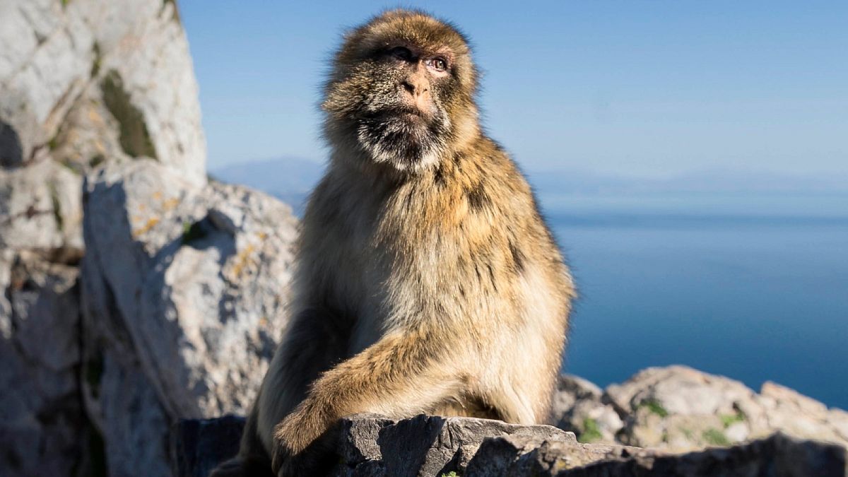 A Barbary macaque in Gibraltar, March 1, 2017