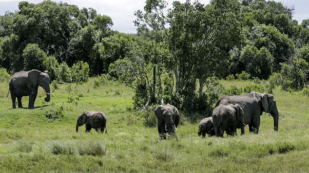 Güney Afrika'da tartışmalı 'Et Güvenliği' yasası Güney Afrika'da tartışmalı 'Et Güvenliği' yasası