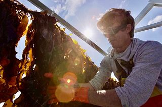 Seaweed farming: an economic and sustainable opportunity for Europe