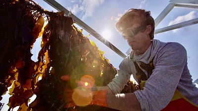 Seaweed farming: an economic and sustainable opportunity for Europe