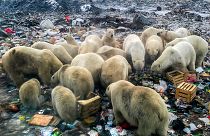 Rusya'da kutup ayıları açlık nedeniyle kente inmişti