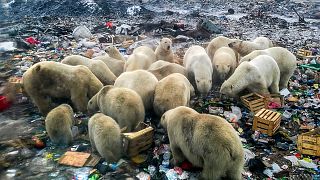 Rusya'da kutup ayıları açlık nedeniyle kente inmişti