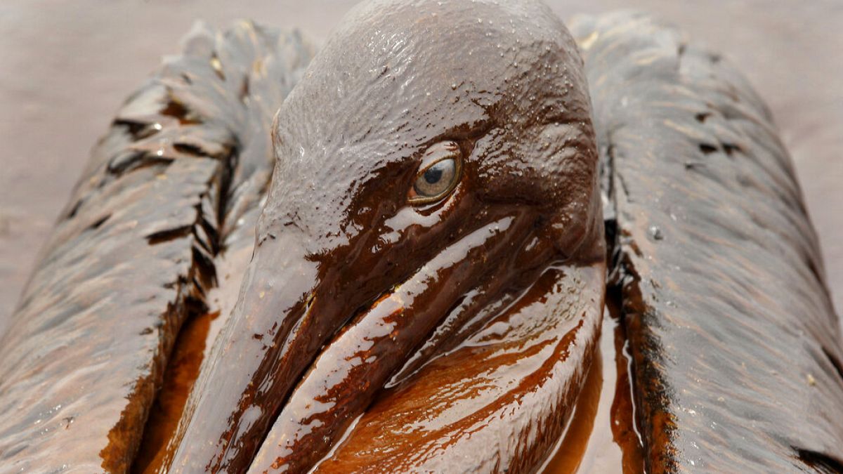 2010 yılında Meksika Körfezi'nde yaşanan petrol sızıntısından etkilnen bir pelikan.