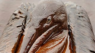 2010 yılında Meksika Körfezi'nde yaşanan petrol sızıntısından etkilnen bir pelikan.