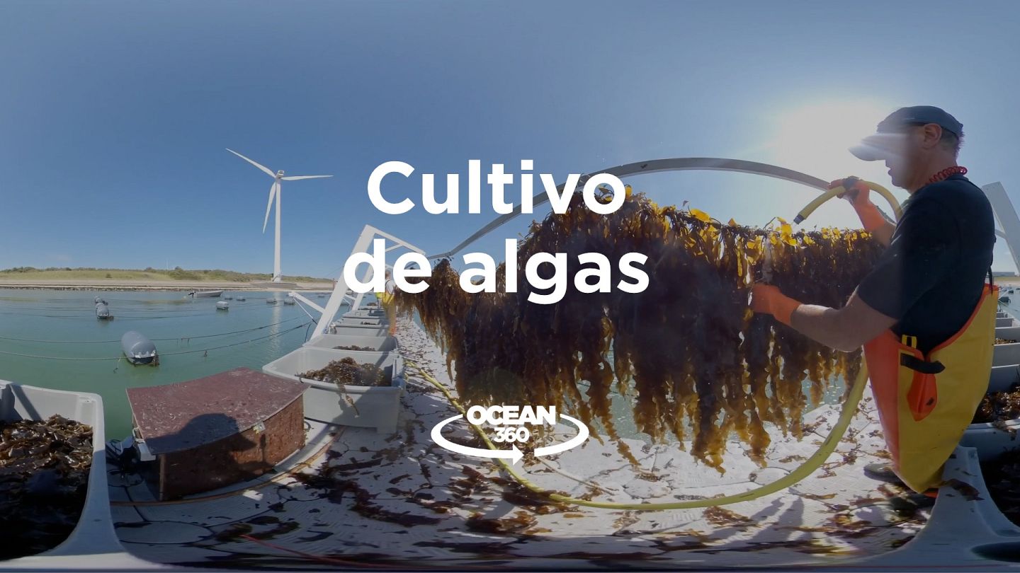 Algas Marinas: la revolución nutricional del futuro