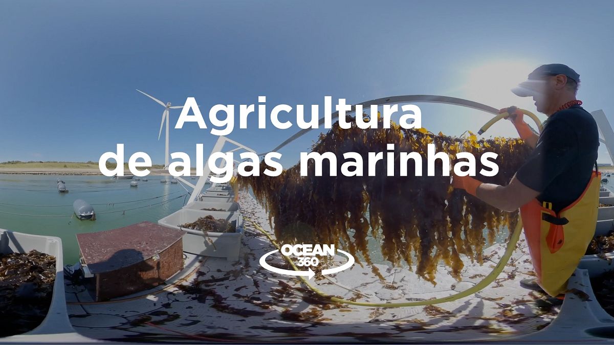 Saiba qual a importância ecológica das algas marinhas