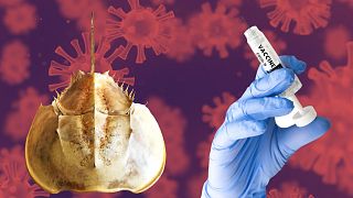 Horseshoe crab blood is used to test the safety of vaccinations and other pharmaceuticals.