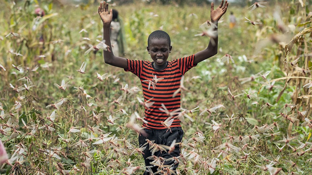 Un jóven granjero rodeado de langostas en Katitika, municipio de Kitui , Kenya