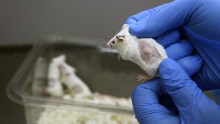 Laboratuvar deneylerinde kullanılan bir fare, arşiv