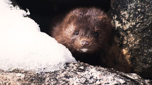 A mink in the wild. A mink in the wild.