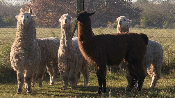 Las llamas que están desarrollando anticuerpos contra la covid-19 Las llamas que están desarrollando anticuerpos contra la covid-19