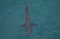 Αυστραλία: «Στα σαγόνια του καρχαρία» - Φονική επίθεση σε σέρφερ