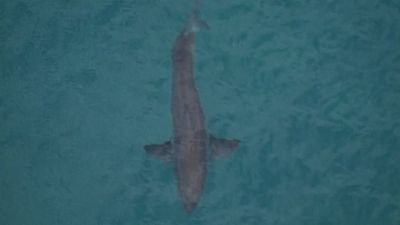 أستراليا: مقتل راكب أمواج بعد تعرّضه لهجوم من القرش الأبيض الكبير