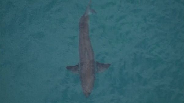 Tubarão branco mata surfista na Austrália Tubarão branco mata surfista na Austrália