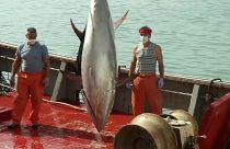 Covid-19 pressiona vendedores espanhóis de atum