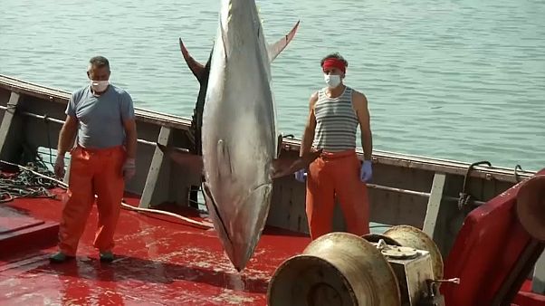 Ισπανία: Η ζήτηση για τόνο μειώθηκε κατά 50% - Σε αδιέξοδο οι ψαράδες Ισπανία: Η ζήτηση για τόνο μειώθηκε κατά 50% - Σε αδιέξοδο οι ψαράδες
