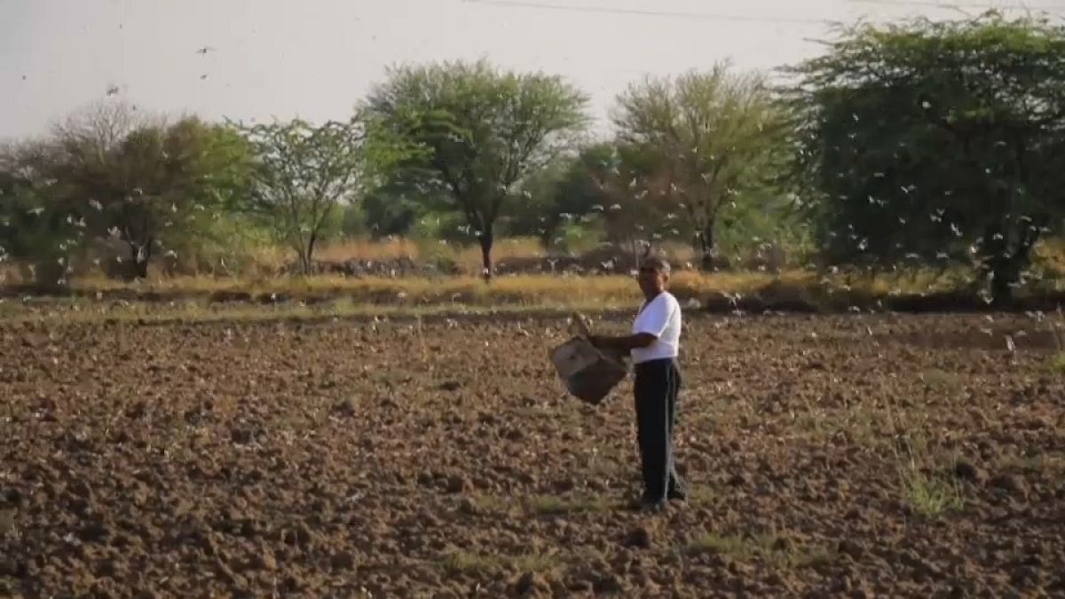 مقابله کشاورزان با هجوم ملخ‌ها به مزارع هند