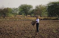 مقابله کشاورزان با هجوم ملخ‌ها به مزارع هند