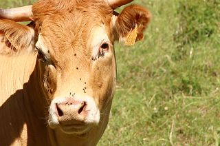 The future for farmers in a warmer world