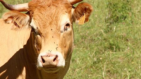 The future for farmers in a warmer world