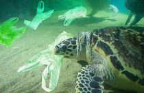 Turtle facing devastating effects of plastic pollution