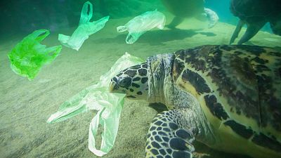 Turtle facing devastating effects of plastic pollution