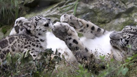 A snow leopard at the Stone Zoo, plays with one of her three-month-old cubs.