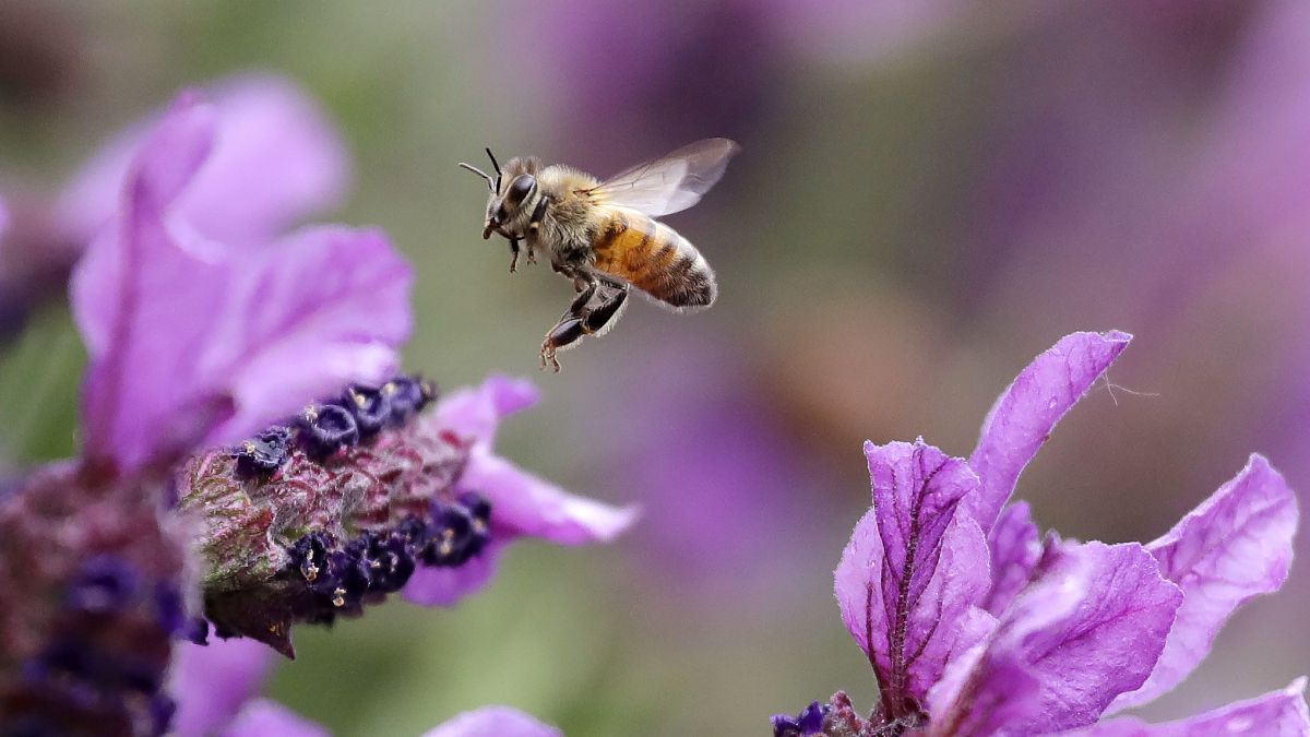 Honigbiene bei der Bestäubung