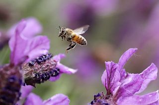"Atlas de Insetos" responsabiliza pesticidas pelo declínio dos polinizadores