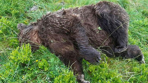 L'ours retrouvé mort dans les Pyrénées le 9 juin 2020 L'ours retrouvé mort dans les Pyrénées le 9 juin 2020