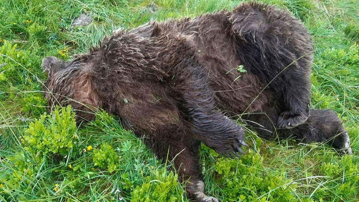 La carcassa dell'orso ucciso a colpi d'arma da fuoco nell'Ariège