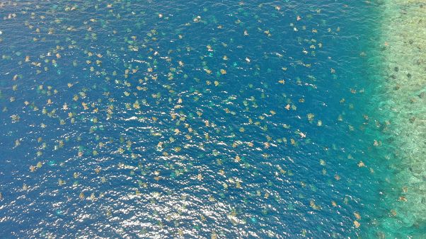 Great Barrier Reef Foundation/Queensland Government via Storyful Great Barrier Reef Foundation/Queensland Government via Storyful