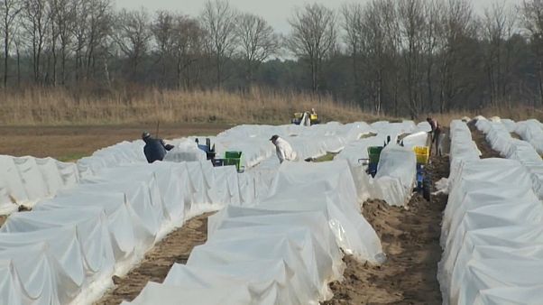 Alemania necesita jornaleros para recoger la cosecha. Alemania necesita jornaleros para recoger la cosecha.