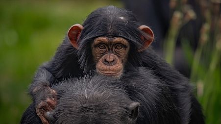 Chester Zoo has been allowed to reopen.