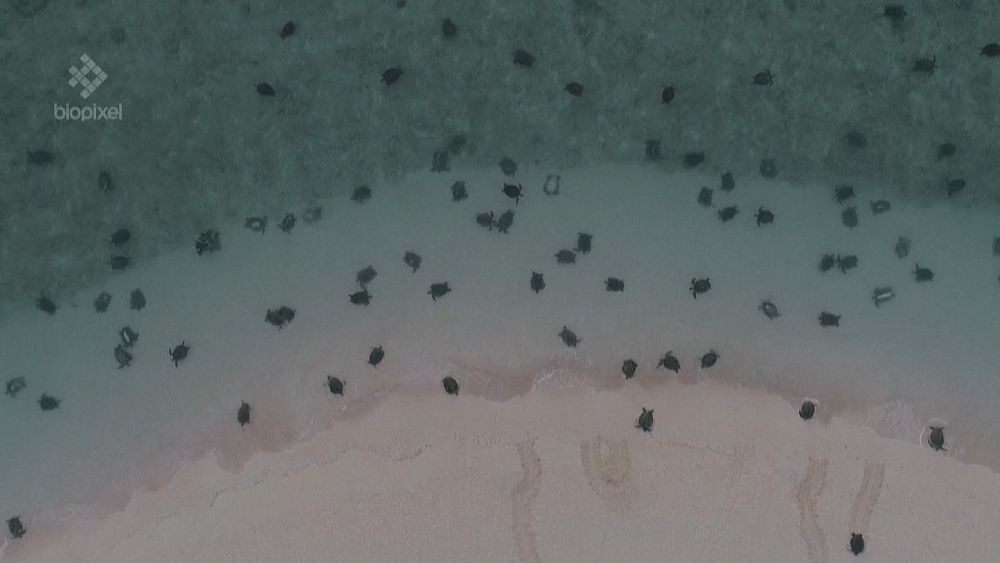 Bonne nouvelle, plus de tortues marines que prévu au nord de l'Australie