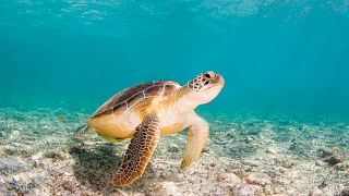 Green sea turtle