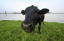 Hindistan'ın Uttar Pradeş eyaletinde inek kesenler 10 yıla kadar hapis cezası ile karşı karşıya kalacak. 