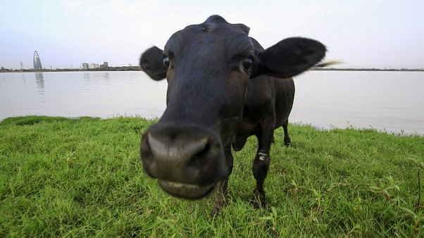 Hindistan'ın Uttar Pradeş eyaletinde inek kesenler 10 yıla kadar hapis cezası ile karşı karşıya kalacak. Hindistan'ın Uttar Pradeş eyaletinde inek kesenler 10 yıla kadar hapis cezası ile karşı karşıya kalacak.