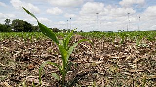 Una pianta di mais cresce in un campo, a Dyersville, USA