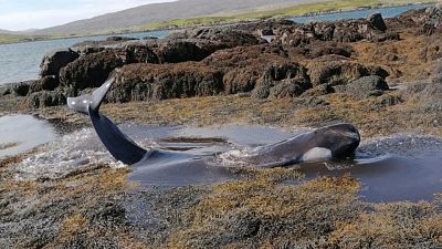Stranded whales in the Outer Hebrides of Scotland are rescued