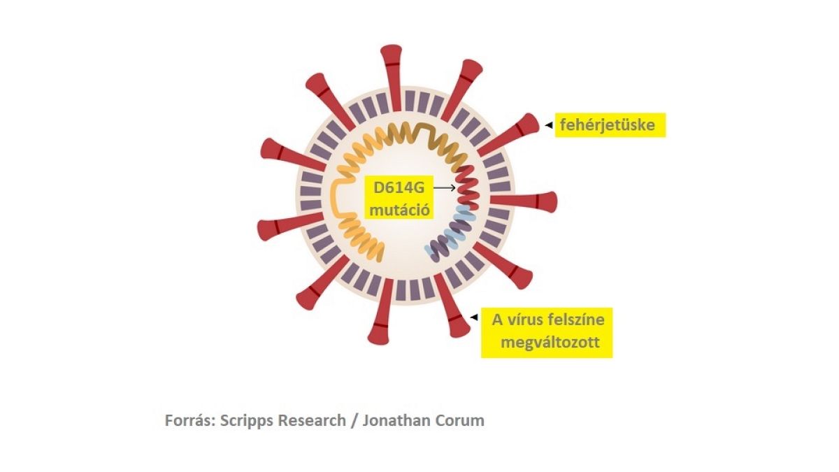 Az új koronavírus mutációjának vázlatos rajza