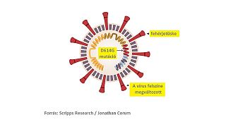 Az új koronavírus mutációjának vázlatos rajza