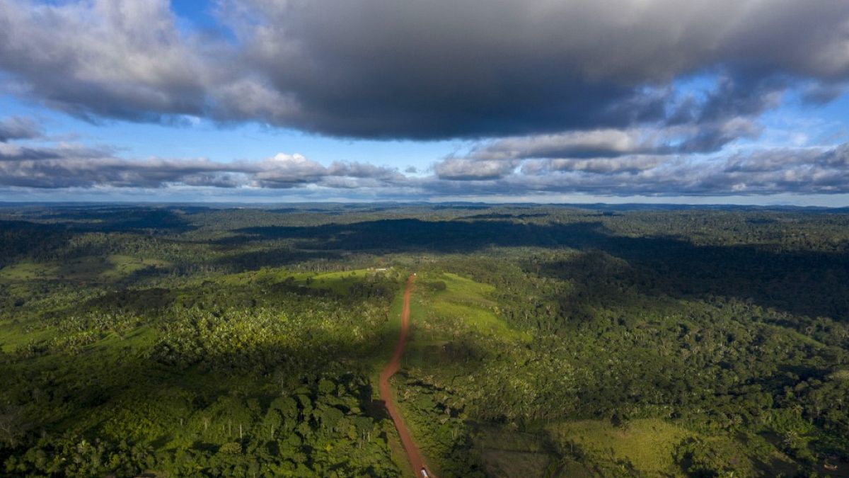 Brezilya Amazon ormanları