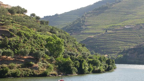 Cruzeiros voltam ao Douro Cruzeiros voltam ao Douro