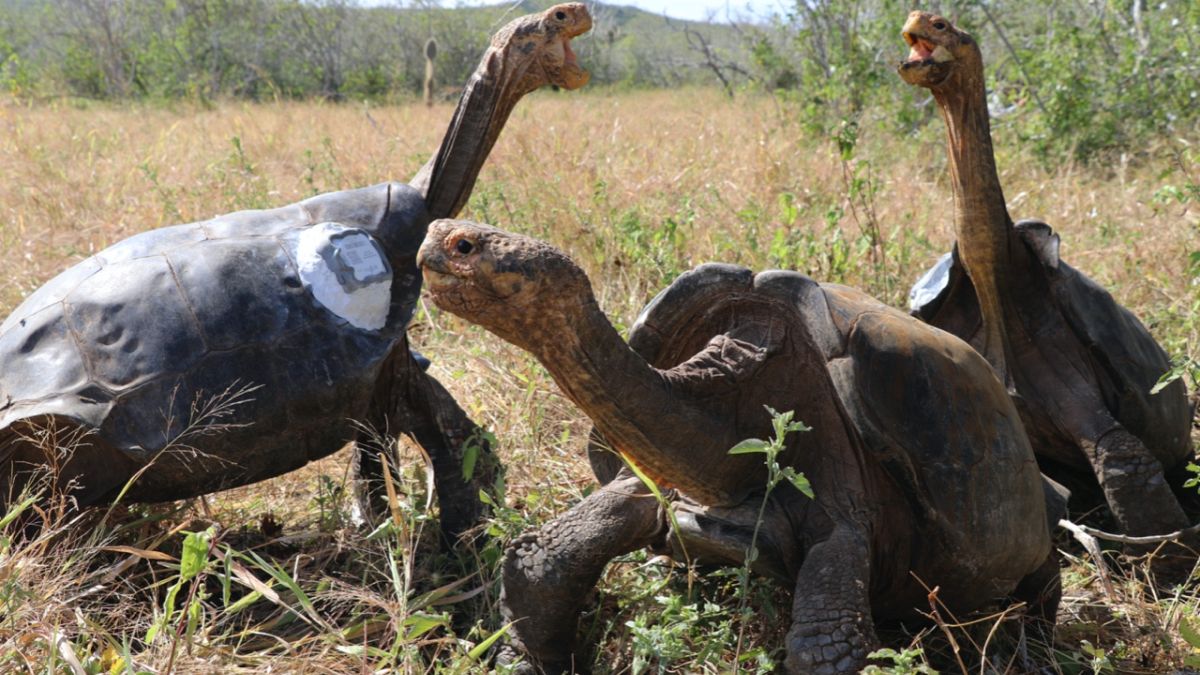 Üreme programı sona eren dev kaplumbağalar 40 yıl aradan sonra Galapagos Adaları'ndaki ana vatanlarına döndü