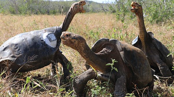 Üreme programı sona eren dev kaplumbağalar 40 yıl aradan sonra Galapagos Adaları'ndaki ana vatanlarına döndü Üreme programı sona eren dev kaplumbağalar 40 yıl aradan sonra Galapagos Adaları'ndaki ana vatanlarına döndü