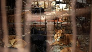  تجارت پرسود گوشت سگ در ویتنام؛ دستگیری یک زوج برای مسموم کردن ده‌ها سگ و گربه