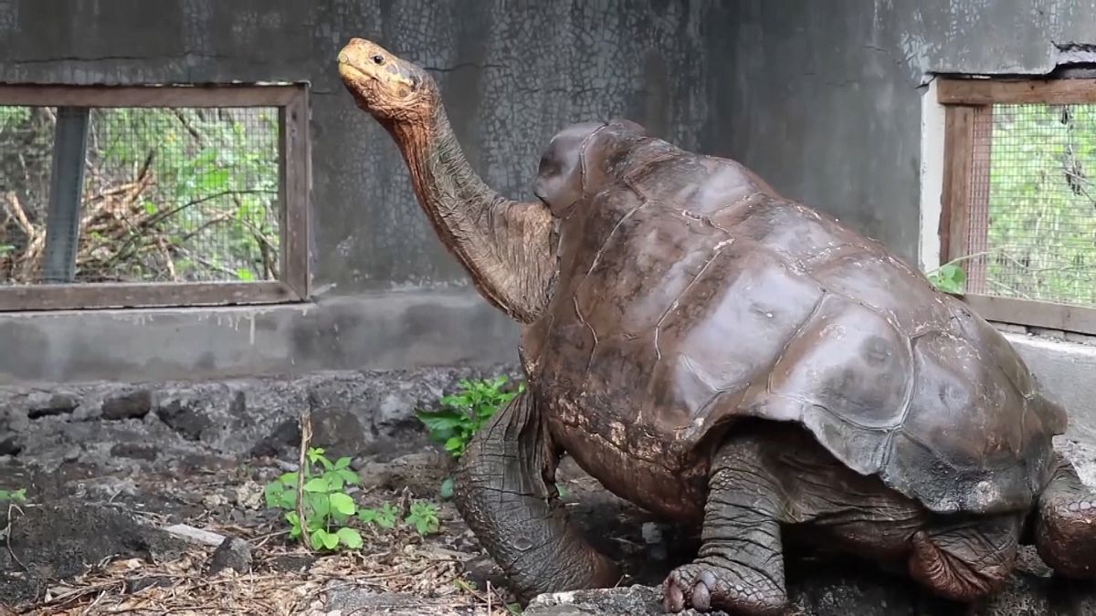 Γιγαντιαίες χελώνες: Απελευθέρωση μετά από 40 χρόνια αναπαραγωγής