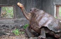 Giant tortoises released on Galapagos Islands after being saved from extinction