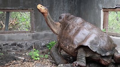 Mehr als 800 Nachkommen: Riesenschildkröterich Diego (etwa 100) hat seine Schuldigkeit getan